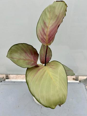 Calathea Silver Plate - P11 beschikbaar voor biedingen