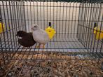 Chineze kwartels, Meerdere dieren, Overige soorten