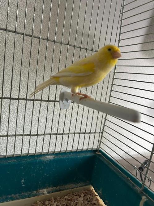 Mooie gele kanarie man + Ferplast kooi, Dieren en Toebehoren, Vogels | Kanaries, Zangkanarie, Mannelijk