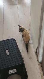 Kitten(8weken oud) te koop(3)kater kittens., Poes, Met stamboom, 0 tot 2 jaar