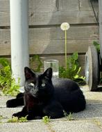 Huis en tuintje gezocht voor kat, Dieren en Toebehoren, Katten en Kittens | Overige Katten, Kater