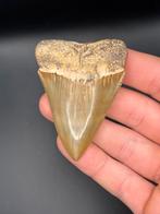 Haaientand C. Carcharias, Ophalen of Verzenden, Fossiel