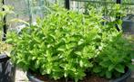 Gezocht munt planten, takjes of stekjes, Tuin en Terras, Planten | Struiken en Hagen, Ophalen, Overige soorten, Minder dan 100 cm