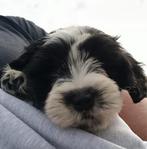 Unieke kruising Cocker Spaniel / Maltezer mini’s, Overige rassen, CDV (hondenziekte), 8 tot 15 weken, Meerdere