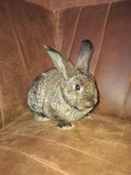 Een leuk en  lief  konijntje te koop🐇, Dieren en Toebehoren, Vrouwelijk, Dwerg, 0 tot 2 jaar