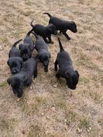Field Trial labrador pups, Dieren en Toebehoren, België, Particulier, Labrador retriever, Meerdere