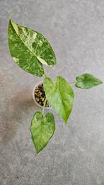 Alocasia Gageana Aurea/Albo, Ophalen of Verzenden, Halfschaduw, Minder dan 100 cm