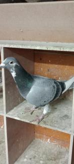 Te koop prachtige Buurstra duivin, Dieren en Toebehoren, Vogels | Duiven, Vrouwelijk, Postduif