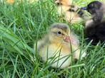 Jonge eendjes, Dieren en Toebehoren, Geslacht onbekend, Eend