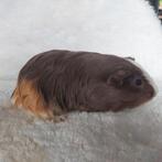Super lieve jonge cavia's te koop, Dieren en Toebehoren, Knaagdieren, Juli, Mannelijk, Cavia