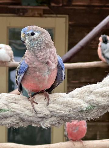 Bourke parkieten koppel beschikbaar voor biedingen