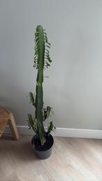 Cactus kamerplant hoogte 105 cm, Ophalen, Cactus, Volle zon