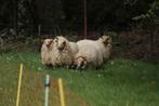 Pas geschoren "schone" losse schapenvachten, Ophalen, Nieuw, Spinwol