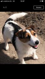 Jack Russell Jackrussell Jack Russel dekreu, Particulier, 3 tot 5 jaar, Reu, Nederland