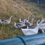 Knobbelganzen te koop, Dieren en Toebehoren, Pluimvee, Mannelijk