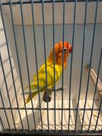Mooie lutino roodoog fischerie, Geslacht onbekend, Dwergpapegaai of Agapornis, Geringd