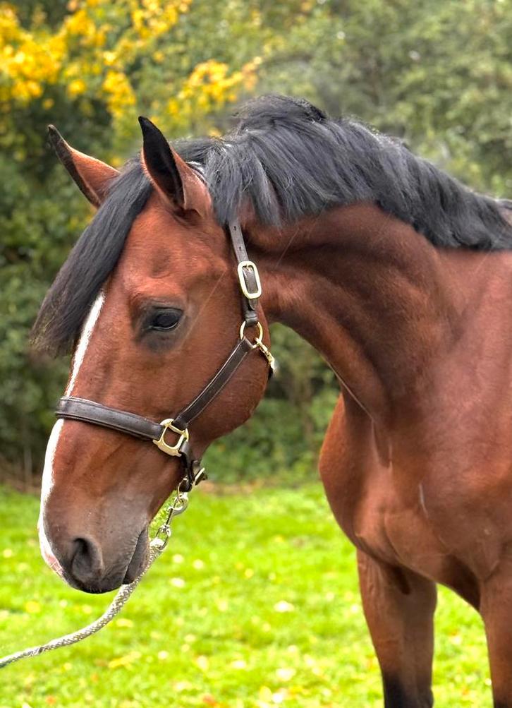 7 jarige spring ruin te koop!, Dieren en Toebehoren, Paarden, Ruin, B, 165 tot 170 cm, 7 tot 10 jaar, Springpaard, Met stamboom