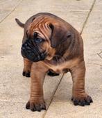 Boerboel pups, Overige rassen, CDV (hondenziekte), 8 tot 15 weken, Meerdere