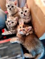 Prachtige kittens op zoek naar liefde, Meerdere dieren, Ontwormd, 0 tot 2 jaar