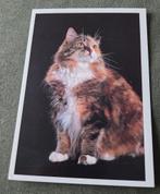 Prachtige pluizige lapjeskat, Verzenden, 1980 tot heden, Ongelopen, Hond of Kat