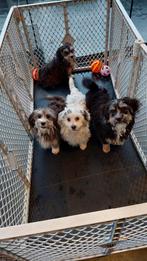 Boomer pups Geweldige Boomer pups !!!!!!!!!!!!!!!!!!!!, Maltezer, Nederland, 15 weken tot 1 jaar, CDV (hondenziekte)