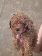 Toypoedel reutje  mini, Reu, 8 tot 15 weken, Eén hond, Klein