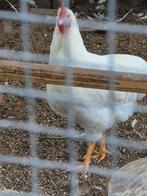 Barnevelder haan wit, Dieren en Toebehoren, Mannelijk, Kip