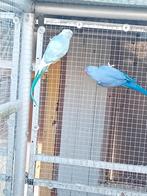 Koppel halsbandparkieten, Meerdere dieren, Parkiet