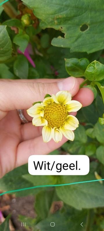 Dahlia Knollen - Prachtige Zomerbloeier! beschikbaar voor biedingen