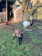 Geitenbok te huur, Dieren en Toebehoren, Schapen, Geiten en Varkens, Mannelijk, Geit