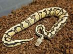 Super Pastel Enchi Spark 100% desert ghost vrouw, Slang