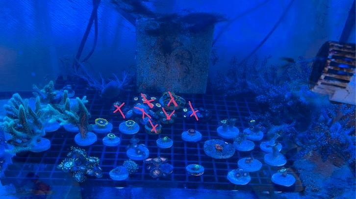 Koraal stekjes., Dieren en Toebehoren, Vissen | Aquariumvissen, Overige typen