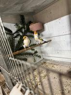 Koppel majoor putters, Meerdere dieren, Wildzangvogel