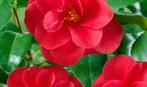 Camelia 'Mary Williams' 80-100 cm, Ophalen of Verzenden, Overige soorten, Struik, Minder dan 100 cm