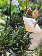 Diverse hangplanten, Ophalen, Overige soorten, Minder dan 100 cm