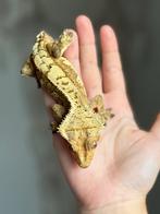 Wimpergekko Creamsicle 1.0 man, Dieren en Toebehoren, Reptielen en Amfibieën, Hagedis