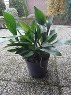 Aspedistrablad, Tuin en Terras, Ophalen, Vaste plant, Overige soorten, Halfschaduw