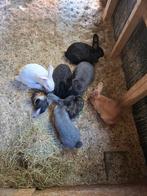 6 Hollander konijnen, Mannelijk, Middelgroot, 0 tot 2 jaar