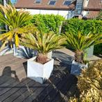 5 Palmbomen met potten. Op te halen in Wechelderzande Belgie, Tuin en Terras, 100 tot 250 cm, Zomer, Palmboom, Ophalen