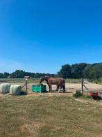 Paarden zomerwei te huur, Dieren en Toebehoren, Stalling en Weidegang