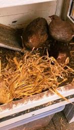 Kwartels te koop, Meerdere dieren, Overige soorten