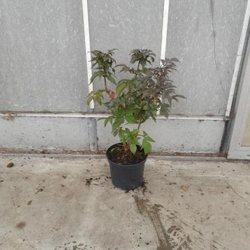 Sambucus nigra 'Black Tower' | Zwarte vlier beschikbaar voor biedingen