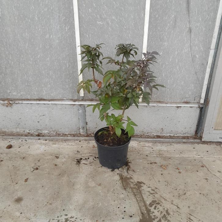 Sambucus nigra 'Black Tower' | Zwarte vlier, Tuin en Terras, Planten | Struiken en Hagen, Overige soorten, Minder dan 100 cm, Ophalen