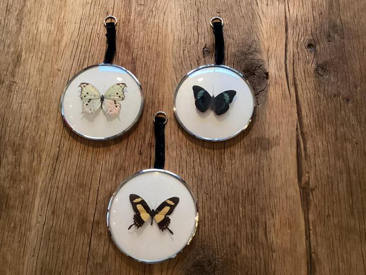 3 Prachtige Geprepareerde Vlinders in Lijst, Verzamelen, Dierenverzamelingen, Zo goed als nieuw, Opgezet dier, Insect, Ophalen of Verzenden