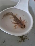 Axolotl’s, Dieren en Toebehoren, Amfibie, 0 tot 2 jaar