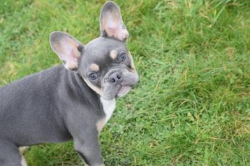Franse bulldog pups beschikbaar voor biedingen