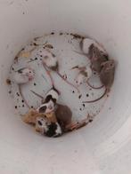 Muizen, Meerdere dieren, Muis, Na 1 juli 2024