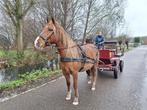 Menwagen te koop, Dieren en Toebehoren, Paarden en Pony's | Hoofdstellen en Tuigage, Ophalen, Gebruikt, Overige soorten