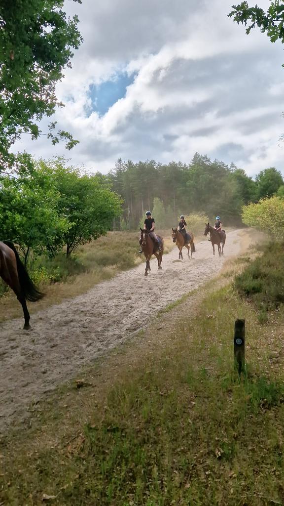 Verzorger aageboden / verzorg paard gezogd, Dieren en Toebehoren, Paarden en Pony's | Overige Paardenspullen, Nieuw, Overige soorten
