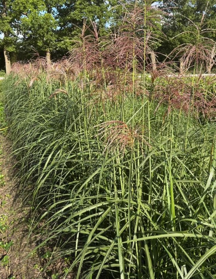 XXL planten Miscanthus sin. Gracillimus +/- 180cm hoog, Tuin en Terras, Planten | Tuinplanten, Vaste plant, Siergrassen, Volle zon